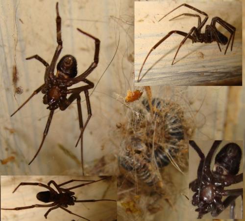 Steatoda sp.