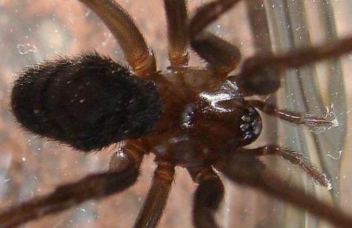 Steatoda sp.