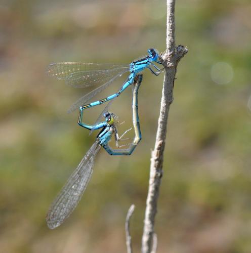 Coenagrion caerulescens