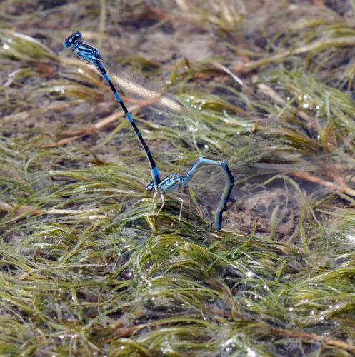 Coenagrion caerulescens