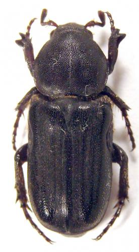 Réf. 45 384 : Coenochilus sp.
