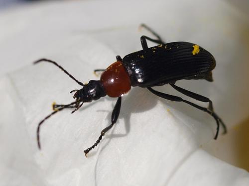 Heliotaurus ruficollis