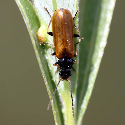 Rhagonycha nigriventris