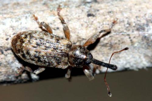 Réf. 45 698 : Dorytomus dejeani