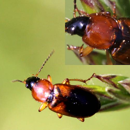 Réf. 45 805 : Stenolophus teutonus