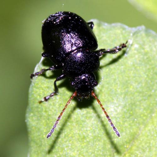 Réf. 45 512 : Colaspidema barbarum
