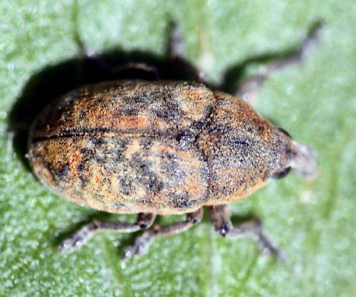 Larinus obtusus
