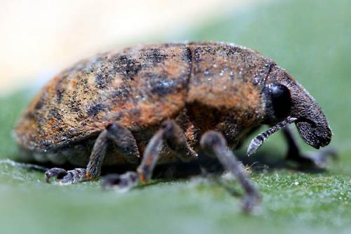 Larinus obtusus