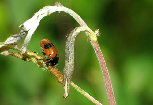 Clytra sp.
