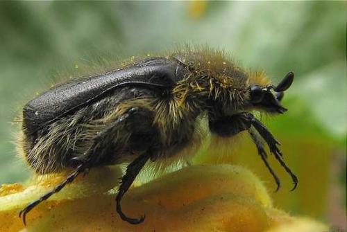 Réf. 45 135 : Tropinota sp.