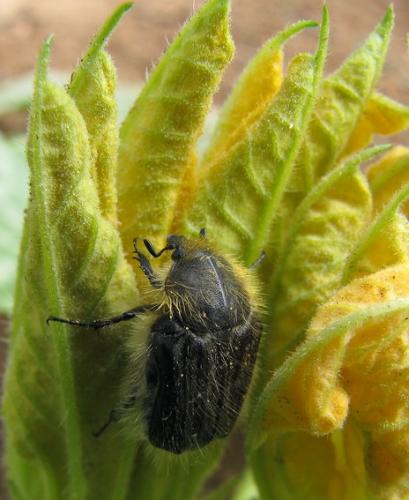 Tropinota hirta