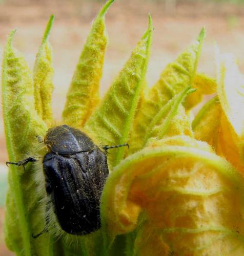 Tropinota hirta