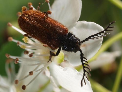 Drilus flavescens
