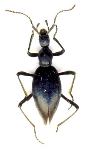 Palaeostigus prolongatus
