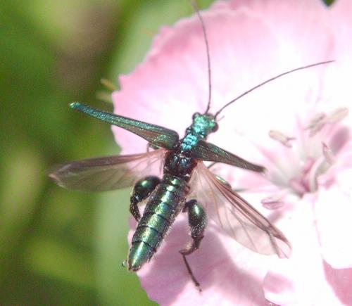 Oedemera nobilis