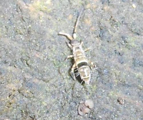 Orchesella cincta