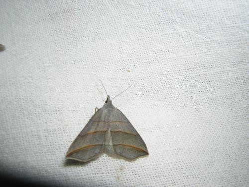Colobochyla salicalis
