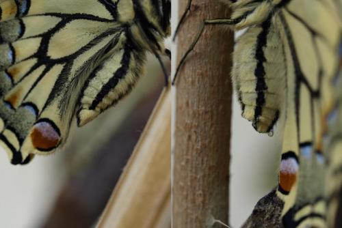 Papilio machaon