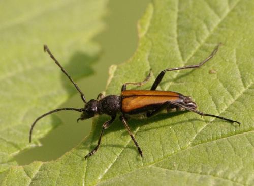 Anastrangalia dubia