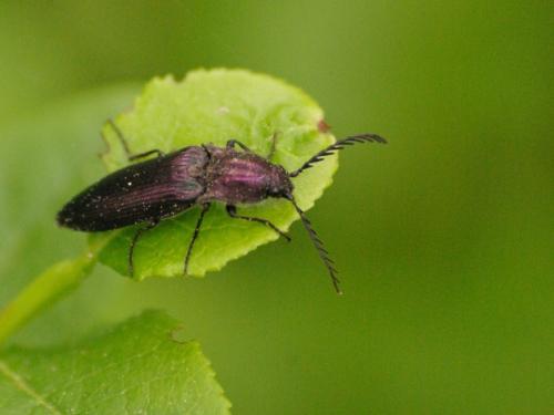 Ctenicera cuprea