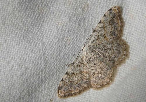 Réf. 45 403 : Scopula submutata
