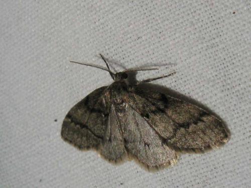 Tephronia sepiaria