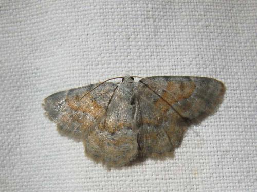 Réf. 45 610 : Charissa sp.