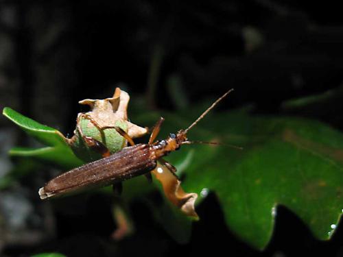 Oedemera femoralis