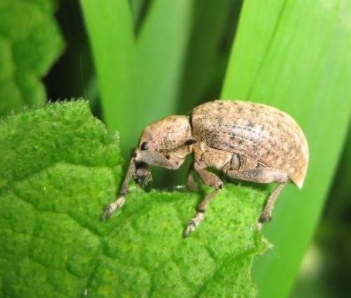 Réf. 45 042 : Liophloeus tessulatus