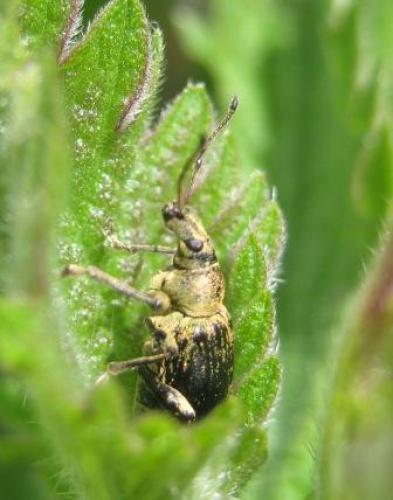 Phyllobius sp.