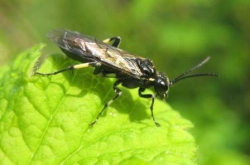 Réf. 45 212 : Macrophya alboannulata