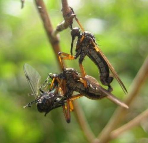 Empis sp.