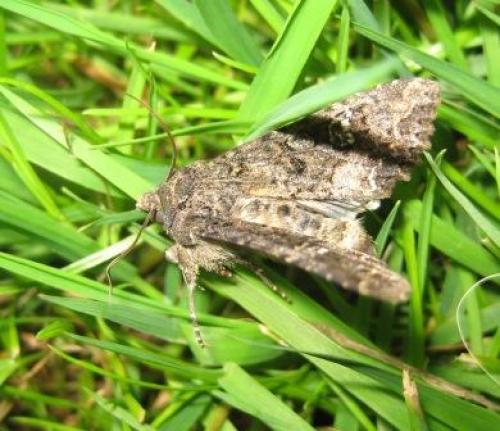 Mamestra brassicae
