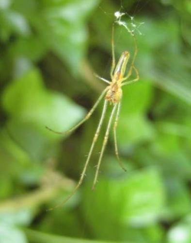 Tetragnatha sp.
