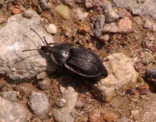 Phosphuga atrata
