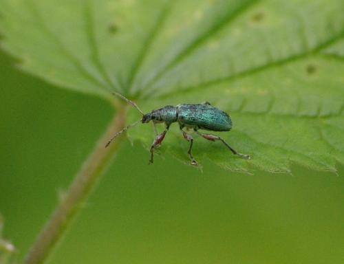 Phyllobius pomaceus
