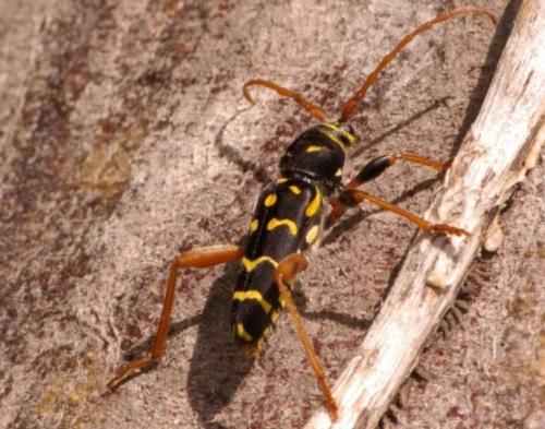 Réf. 45 236 : Plagionotus arcuatus
