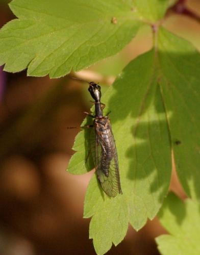 Phaeostigma major
