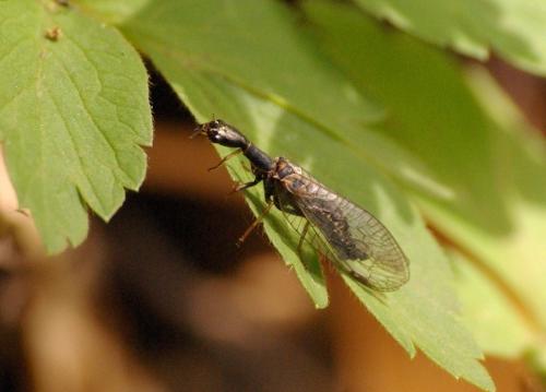 Phaeostigma major