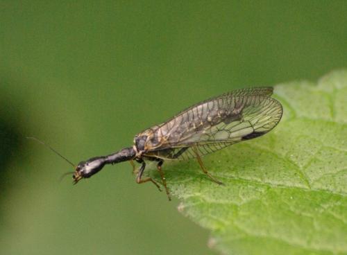 Phaeostigma notatum