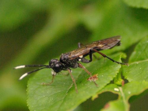Réf. 45 314 : Tenthredo livida