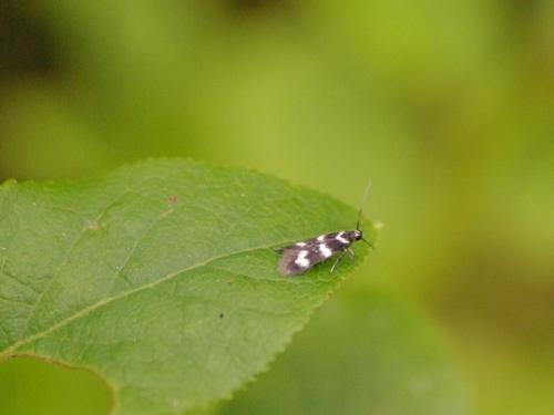 Elachista bifasciella