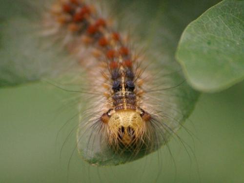 Lymantria dispar