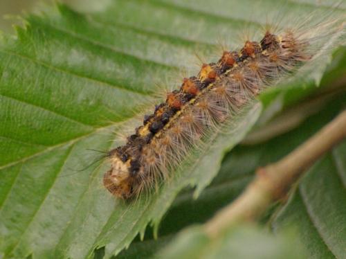 Lymantria dispar