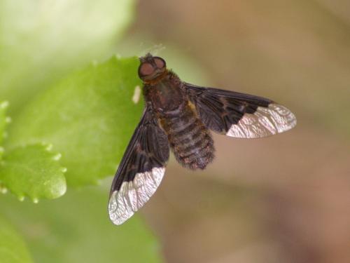 Hemipenthes morio