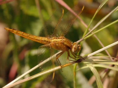 Réf. 45 461 : Crocothemis erythraea