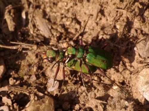 Cicindela campestris