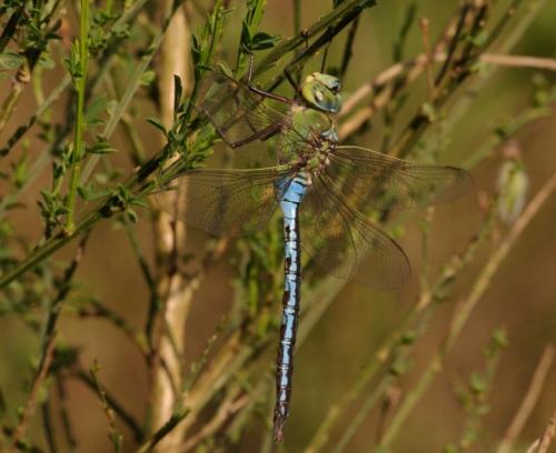 Anax imperator