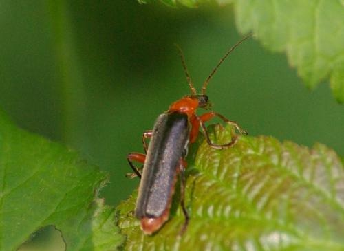 Cantharis pellucida