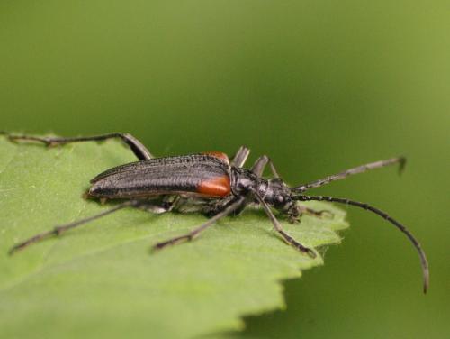 Réf. 45 759 : Anisorus quercus